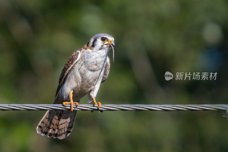 美洲红隼和他的猎物，(Falco sparverius)， Cernícalo, cracemcerelle amacimricaine。